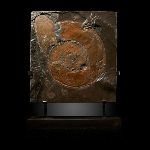 A Harpoceras ammonite  Holzmaden, Jurassic on bronze stand 37cm high overall