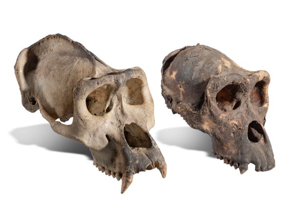 A male gorilla skull  29cm, (A10 ref: 575282/01) together with a female gorilla skull, 25cm (A10 ref 575282/02) 