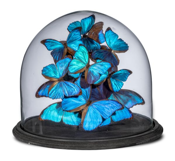 A large collection of blue tropical butterflies under glass dome 37cm high 