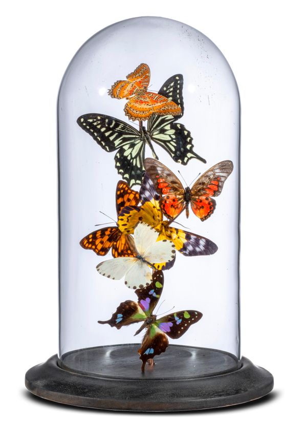 A collection of colourful tropical butterflies under glass dome modern 30cm high  