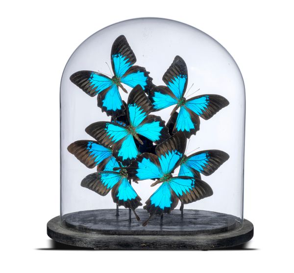 A collection of modern blue tropical butterflies under glass dome 33cm high  
