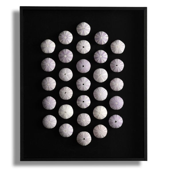 A collection of twenty nine Collector urchins (Tripneustes gratilla) in a case 50cm high by 40cm wide