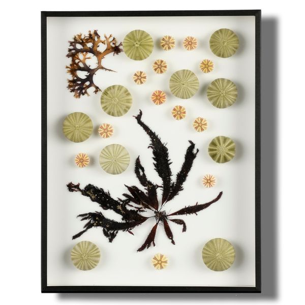 A collection of sea urchins and seaweed in a case 50cm high by 39cm wide 