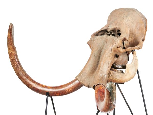 A mammoth skull and tusks mounted on iron stand Pleistocene, Yakutia, Siberia overall height 180cm by 188cm wide 
