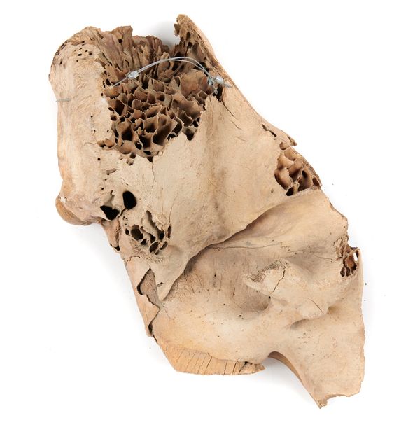 A half mammoth skull Pleistocene, Yakutia, Siberia 90cm long