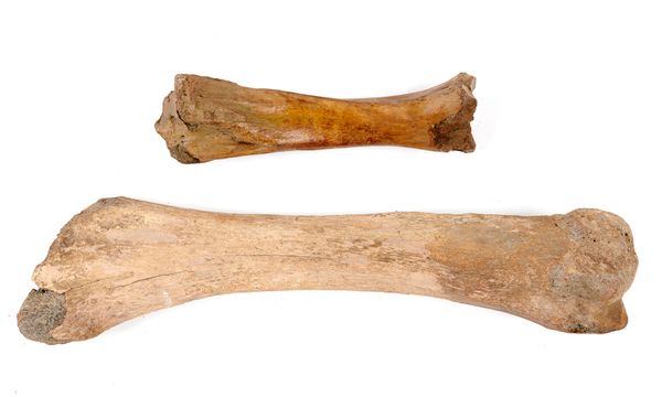 A similar mammoth femur and tibia Pleistocene, Yakutia, Siberia femur 114cm long; tibia 59cm long