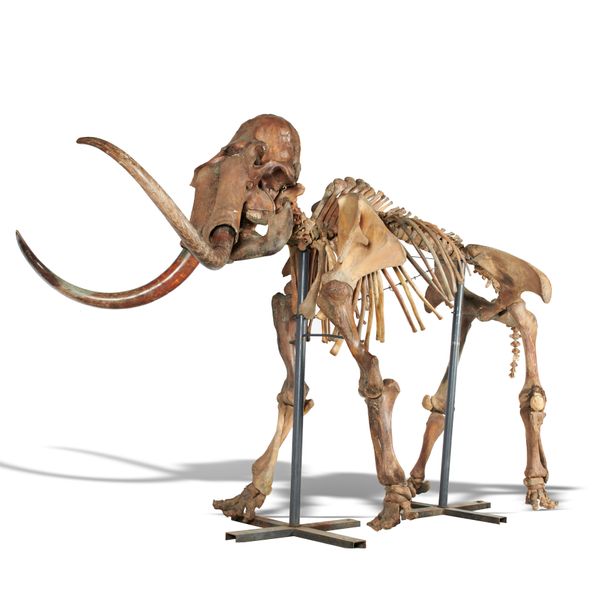 A mammoth skeleton  Pleistocene, Yakutia, Siberia 270cm high by 480cm long 