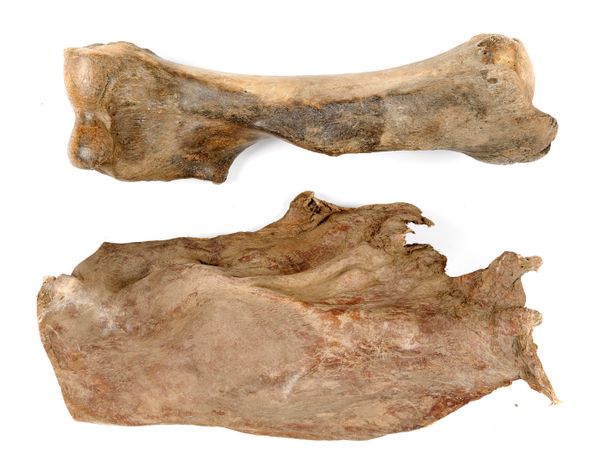 A mammoth humerus bone Pleistocene, Yakutia, Siberia 84cm long, together with a section of hide, possibly Mammoth, Pleistocene, 82cm long  