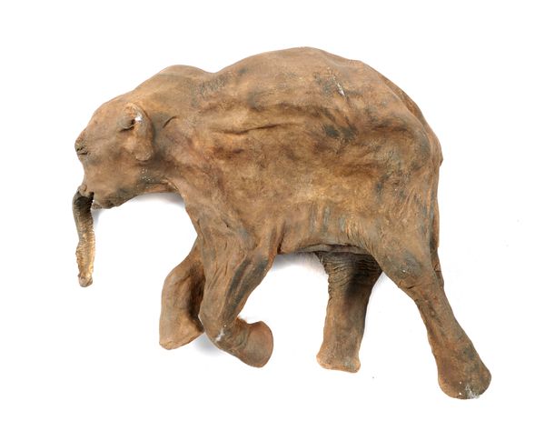 A fibreglass cast of Dima the baby mammoth 80cm high by 110cm long  This realistic cast incorporating faux mammoth hair, was taken from the...