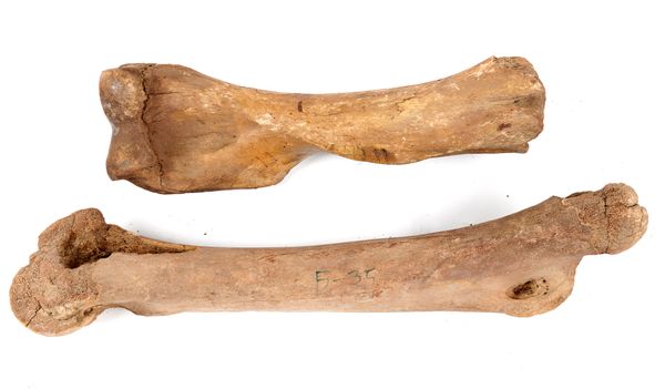 A mammoth femur and humerus Pleistocene, Yakutia, Siberia femur 117cm long; humerus 83cm long