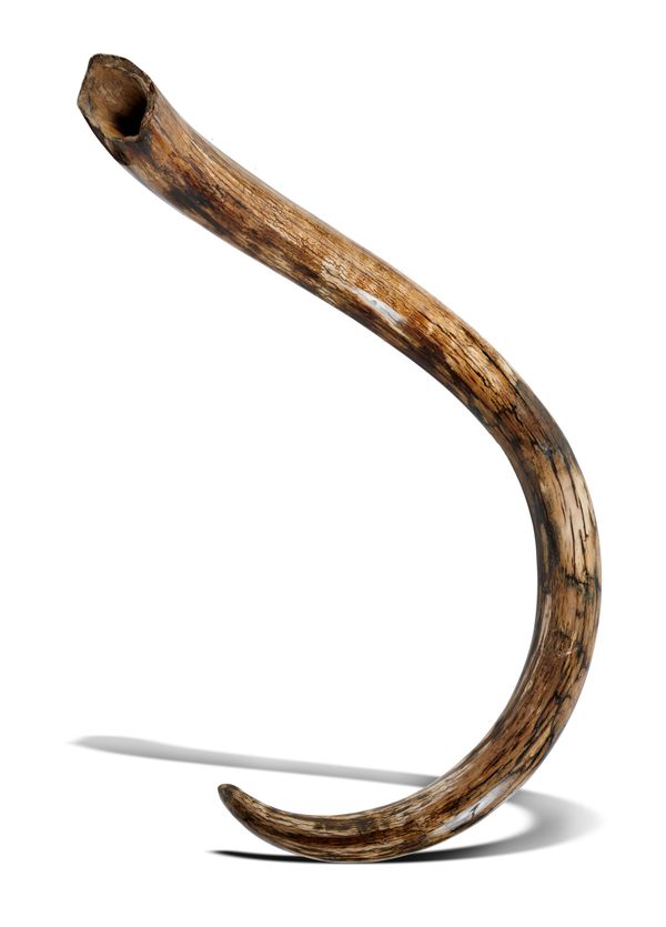A large mammoth tusk with good dual curvature Pleistocene, Yakutia, Siberia 290cm on outside curve, 42kg