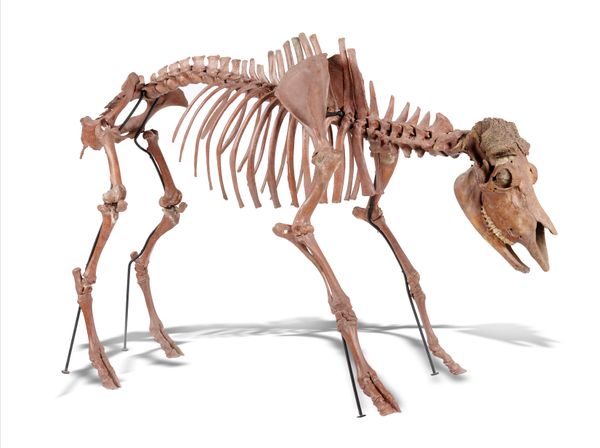 A musk ox skeleton Pleistocene, Yakutia, Siberia 127cm high by 204cm long 