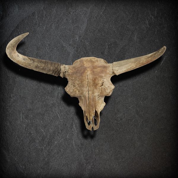 A Steppe bison antiquus skull Pleistocene, Yakutia, Siberia 94cm long 