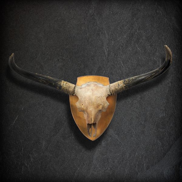 A Steppe bison antiquus skull Pleistocene, Yakutia, Siberia mounted on wooden shield back plate 130cm wide