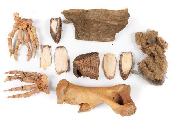 A collection of Ice Age remains including two Cave bear paws Pleistocene, Yakutia, Siberia some laminated mammoth teeth and bone together with a...