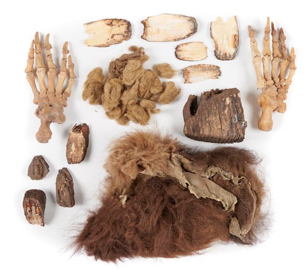 A similar collection including two Cave bear paws Pleistocene, Yakutia, Siberia laminated mammoth teeth, mammoth hair together with a section of skin...