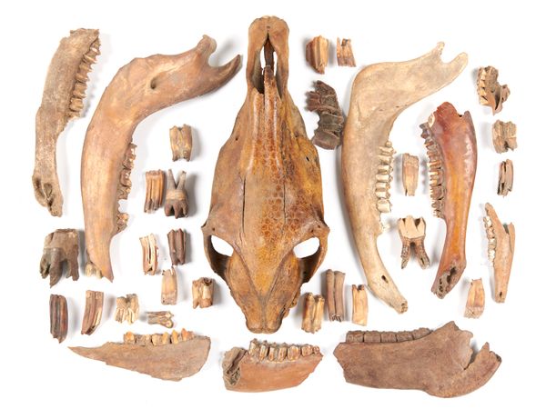 The major elements of an Ice Age horse‘s skull Pleistocene, Yakutia, Siberia 50cm long, together with a quantity of teeth