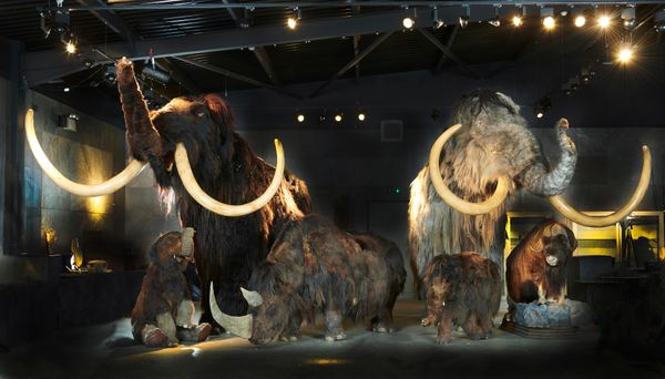 An impressive life size model of a mammoth 340cm high by 600cm long