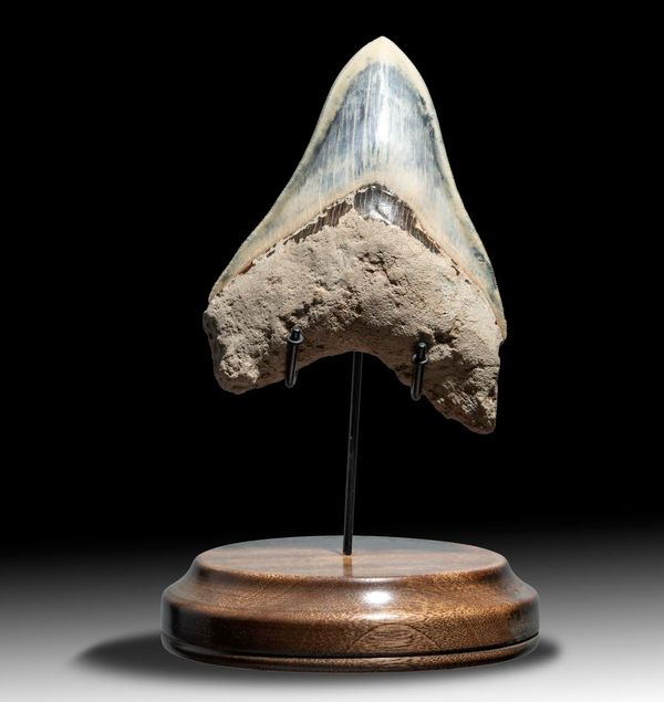 A very large Megalodon tooth Indonesian, Miocene  16.2cm on the diagonal on stand