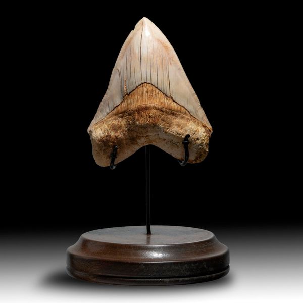 A very large megalodon tooth Indonesian, Miocene  15cm on the diagonal on stand