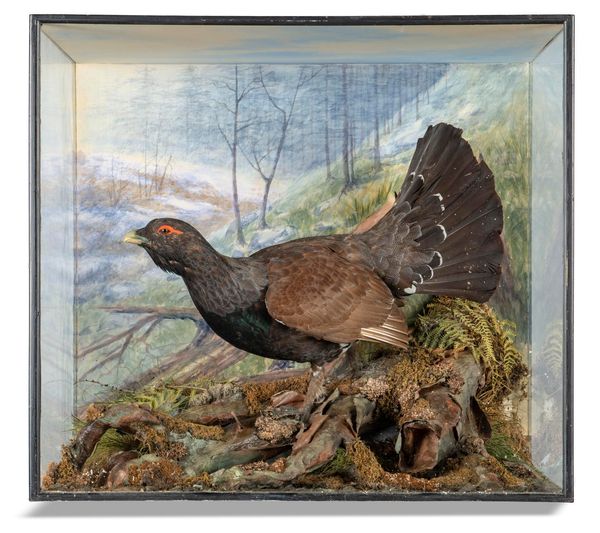 A magnificent Capercaillie by Peter Spicer early 20th century with label to reverse 85cm high by 96cm wide