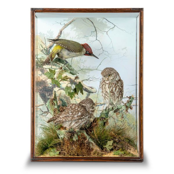 A pair of Little Owls and a Woodpecker by Spicer signed to rockwork and with label to rear  64cm high by 47cm wide This is an interesting and very...