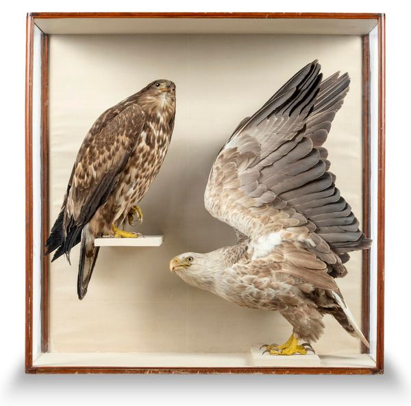 A magnificent pair of Sea Eagles by Duncan or Cullingford late 19th century   110cm high by 110 cm wide This magnificent pair of eagles was produced...