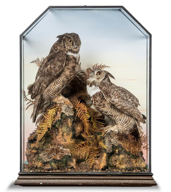 A magnificent pair of Great Horned Owls by Waters late 19th century  95cm high by 73cm wide This wonderful case is by J.B. Waters a late 19th...