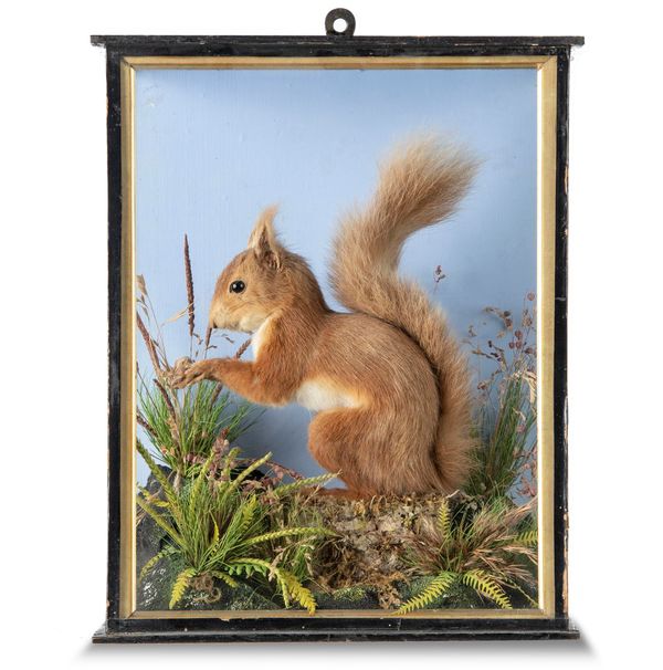 A Red Squirrel by Lowne, with label to rear early 20th century  34cm high by 28cm wide W. Lowne was a taxidermist from Great Yarmouth in Norfolk who...