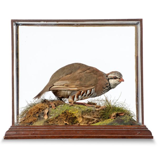 A Red Legged Partridge by Spicer early 20th century  with handwritten paper label to case  34cm high by 40cm wide Spicer‘s cases are always of the...