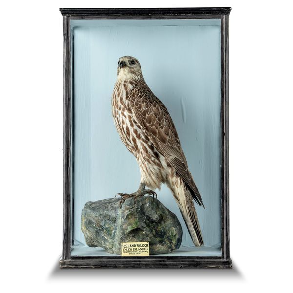 An Icelandic Falcon by Chawkley late 19th century with label to rear 71cm high by 47cm wide