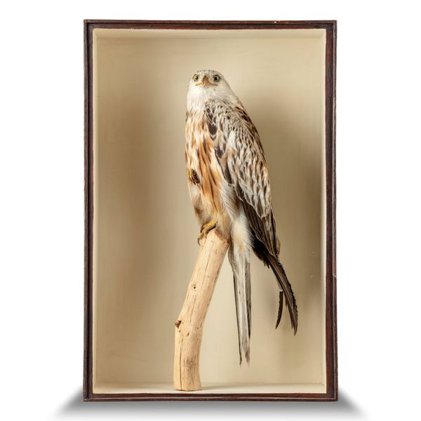 A Red Kite by Cullingford late 19th century signed on branch 69cm high by 46cm wide This Red Kite was preserved by the north-east based taxidermist...