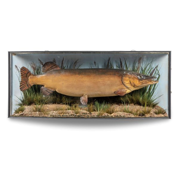 An exceptional Pike in bow fronted case by Cooper early 20th century label to interior  57cm high by 138cm wide This enormous pike equalled the size...