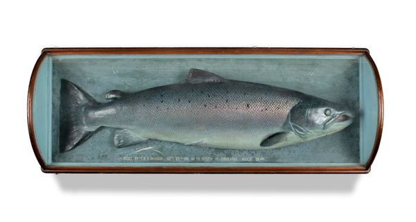 An Impressive Malloch barrel Salmon early 20th century  51cm high by 133cm wide P.D. Malloch was a celebrated Scottish taxidermist who operated out...