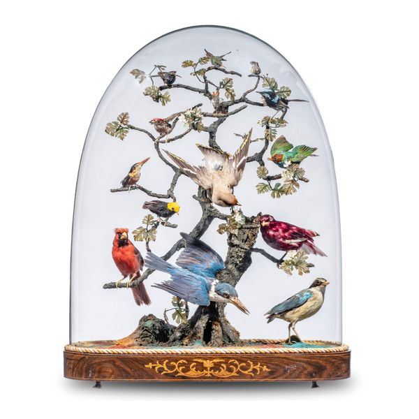 A Victorian dome of tropical birds late 19th century 67cm high by 53cm diameter