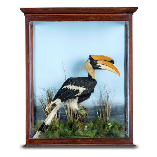 A magnificent Great Indian Hornbill 19th century in associated antique case 102cm high by 86cm wide