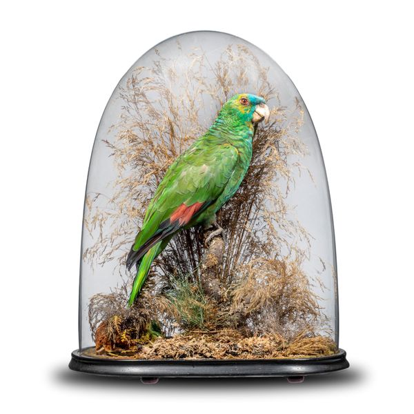 A green headed Amazon parrot circa 1900 preserved under a Victorian glass dome 48cm high