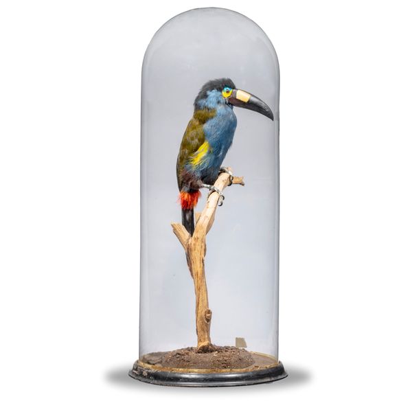 A very unusual Plate-billed Mountain Toucan South American in earlier glass dome 68cm high