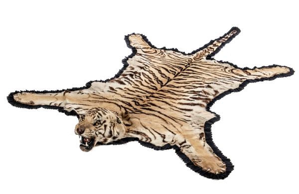 Van Ingen: A Tiger skin circa 1920/30s 293cm long