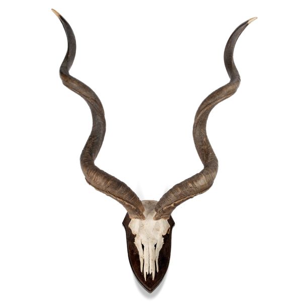 A massive Greater Kudu trophy on shield early 20th century 130cm