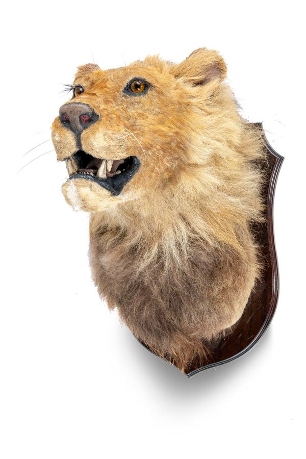 A Lion trophy on shield 63cm high