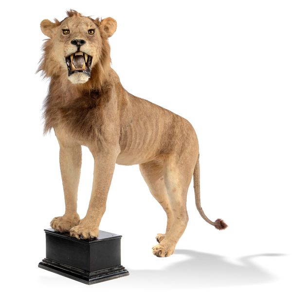 A full mount lion mid 20th century  front paws on block stand 165cm long