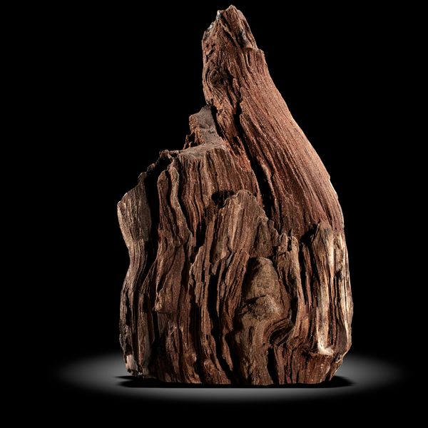 A rare petrified wood specimen Leipzig, Oligocene 43cm high