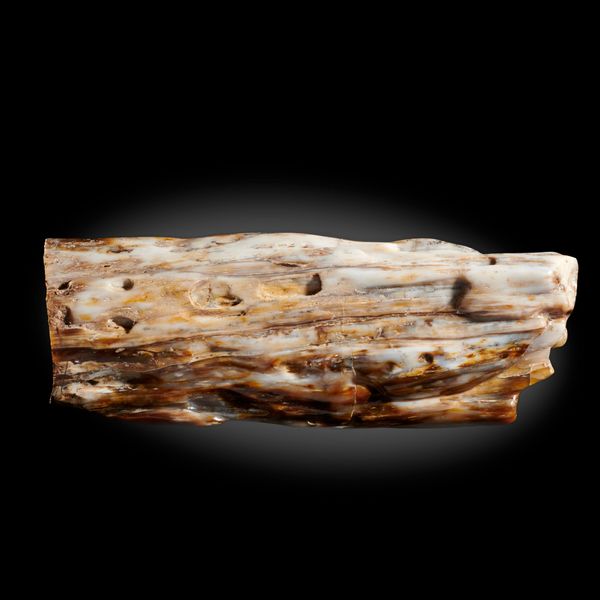 An opalised specimen of fossil wood