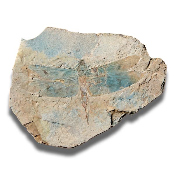 A dragonfly fossil (Sinaeschnidia cancellosa) Beipiao Liaoning, China, Upper Jurassic the specimen 14cm wingspan