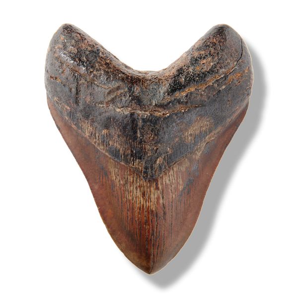 A large and good Megalodon tooth South Carolina, USA, Miocene 14.5cm on the diagonal