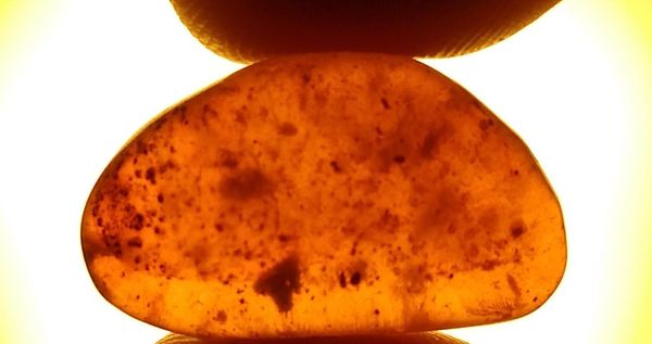 An amber specimen containing a tick and other organic inclusions Hukawng Valley, Myanmar (Burma), Cretaceous 23mm by 14mm by 9mm Weight: 2.01gr/10.05...