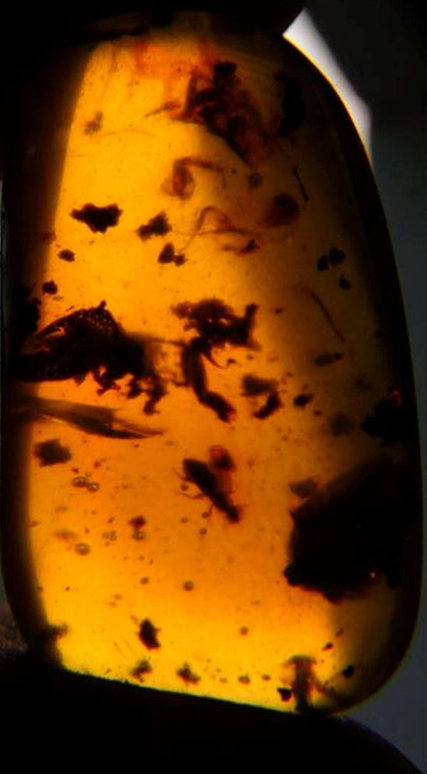 An amber specimen containing three insects, insect remains and other organic inclusions Hukawng Valley, Myanmar (Burma), Cretaceous 22mm by 14mm by...