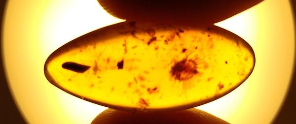 Three amber specimens containing scale insects, other insects and various other organic inclusions  Hukawng Valley, Myanmar (Burma), Cretaceous the...