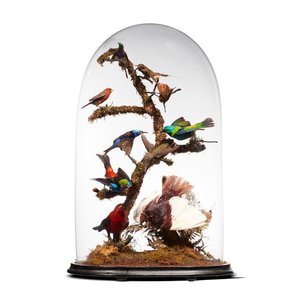 A Victorian glass dome of colourful tropical South American birds 58cm high